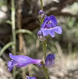 Flowers of Penstemon strictiformis