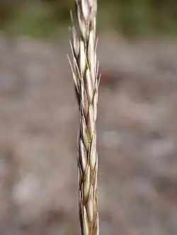 A picture of the inflorescence of this grass