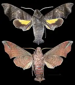 Perigonia stulta