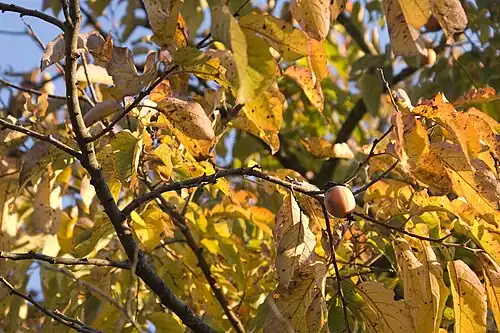 American persimmon tree bearing fruit in the fall