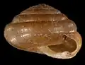 Apertural view