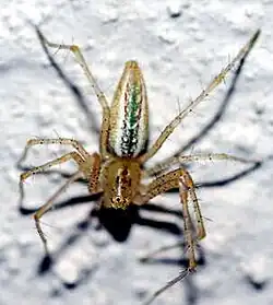 female