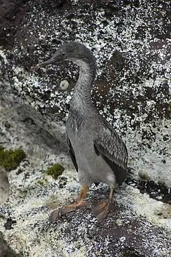 immature