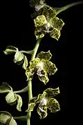 Flowers growing on a pendent inflorescence