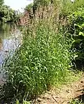 Reed canary grass