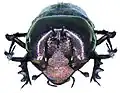 Phalops aurifrons