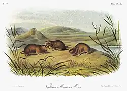 Drawing of brown voles