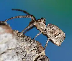 female