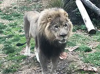 An African lion