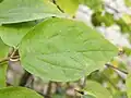 Leaf