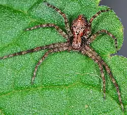 juvenile female