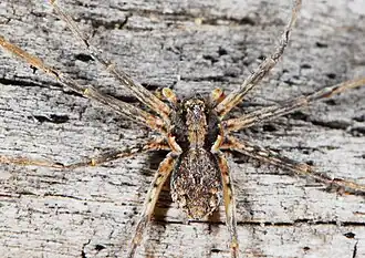 juvenile male