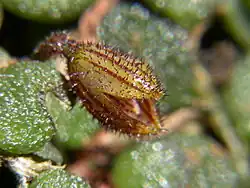 picture of Phloeophila nummularia
