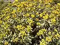 Jerusalem sage