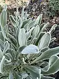 Leaves