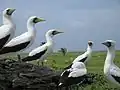 Masked boobies in Phoenix Islands Protected Area