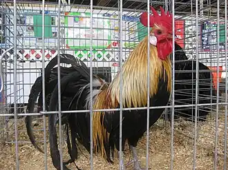 Golden duckwing cock