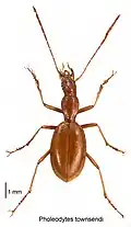 Pholeodytes townsendi
