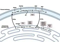 Diagram