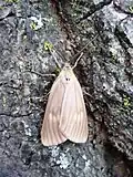Adult