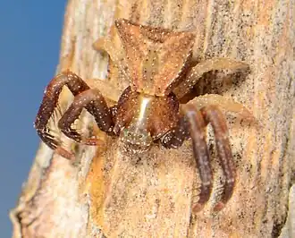 juvenile male