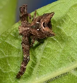male