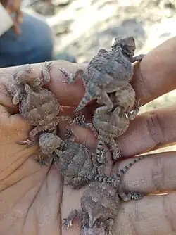 Young juveniles, at Sinaloa
