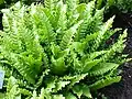 A cultivar with frilled frond margins