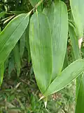 Leaf of 'P. bambusoides f castillonis