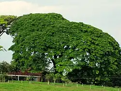 On August 31, 1959, through Executive Decree No. 7, President Mario Echandi Jiménez declared Enterolobium cyclocarpum popularly known as guanacaste, as the national tree of Costa Rica.[64]