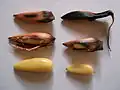 The seeds ('piñones') are similar to pine nuts, but larger; these roasted seeds are 3&nbsp;cm and 5&nbsp;cm long, from two different trees.