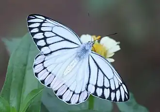 Dorsal view (male)
