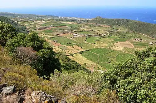 Terraced countryside on Pantelleria