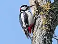 Great spotted woodpecker