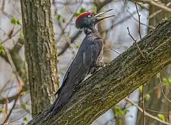 Black woodpecker, Origgio, Lombardy