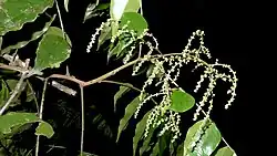 "flowers and foliage"