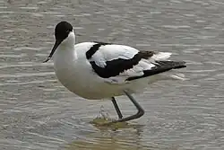 Pied avocet, Albufera Natural Park