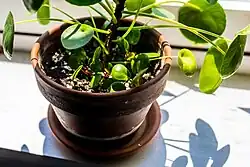 Pilea peperomioides and pups