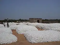 Piles of cotton near Koutiala waiting to be transported