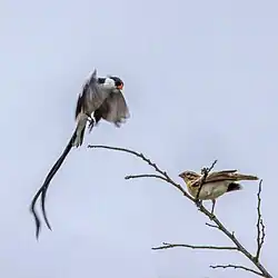 male displaying to a female, São Tomé and Príncipe