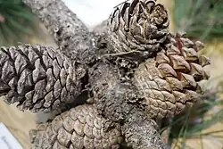 Bishop pine cones