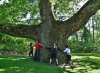 Pinchot Sycamore - Connecticut
