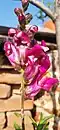 Pink snapdragon flower