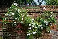 Trellis