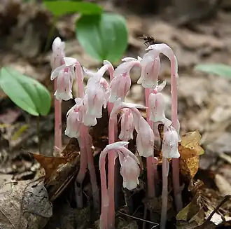 Stems with pink coloration