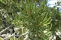 Foliage