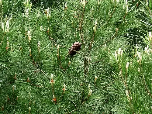 Foliage