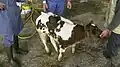 special stance of same affected calve