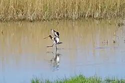 Black tailed godwit, Riserva naturale di Torre Flavia, Ladispoli