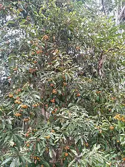 Habit